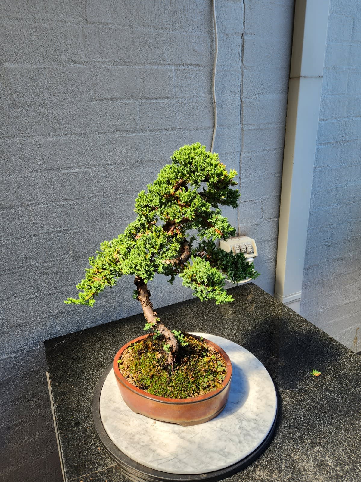 Juniper Bonsai Tree Land/Water Pot - Small (Juniper Procumbens nana)