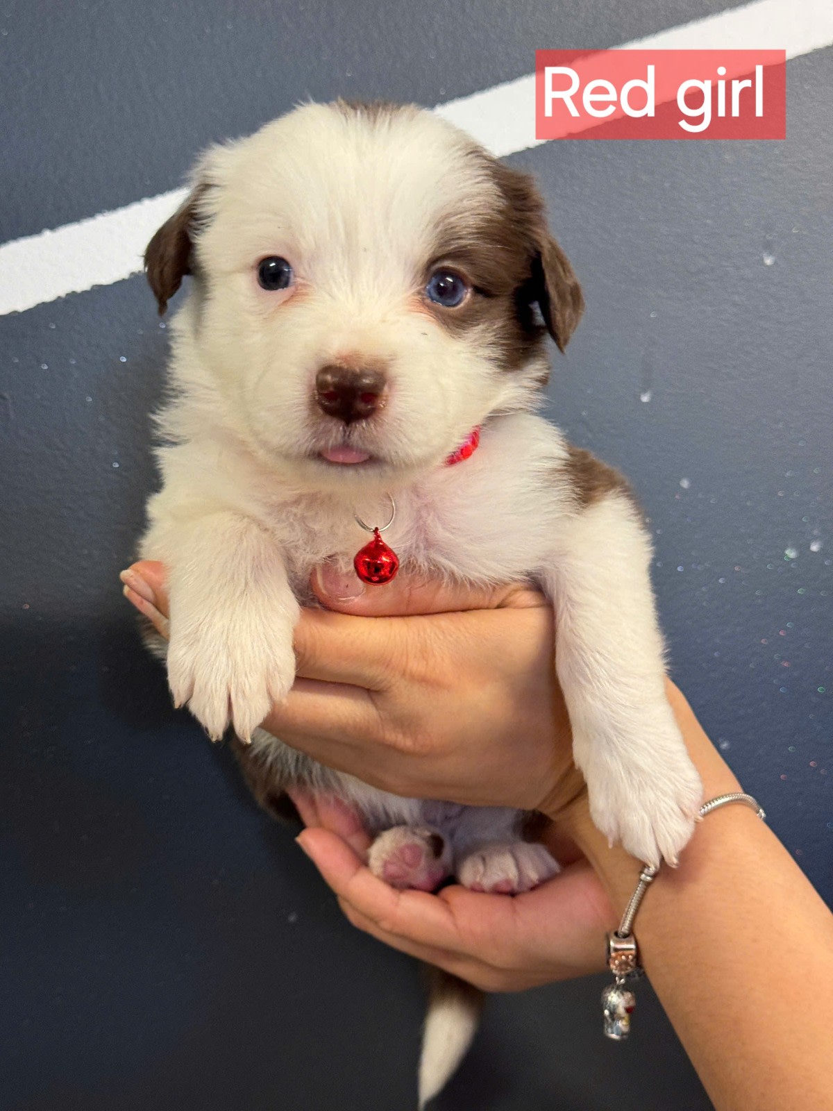 Dogs Puppies For Sale Gumtree Australia Free Classifieds