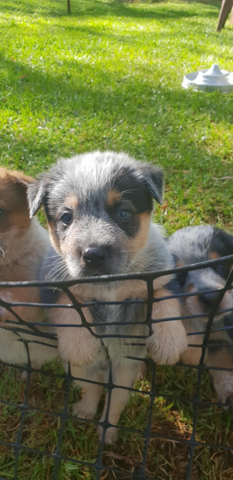 Blue hot sale heeler gumtree