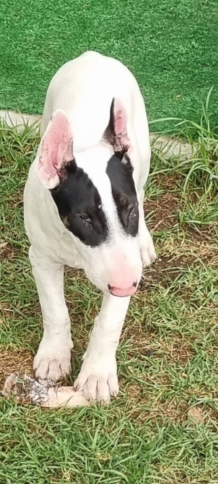 Bull terrier puppies for best sale sale gumtree