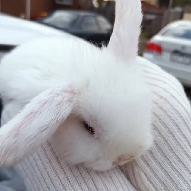 Lop Ear baby bunnies Rabbits Gumtree Australia Hume Area