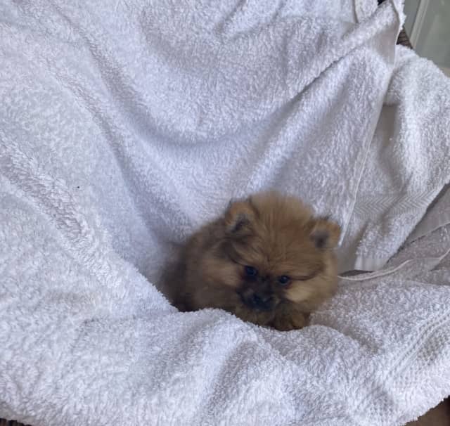 gumtree toy pom puppies