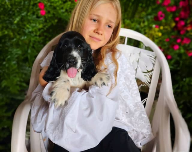 ANKC pedigree, FREE DELIVERY, children friendly,DNA Clear Dogs