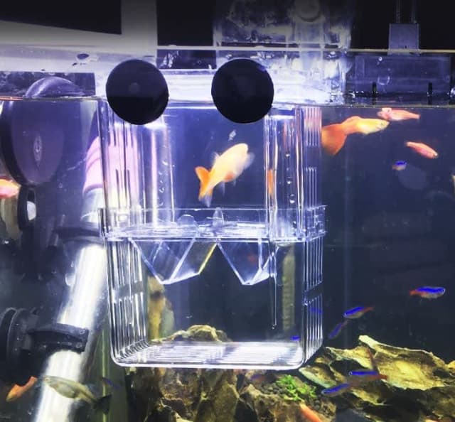 Fish Tank Breeding Box double Layer Hatching Incubator Isolation box