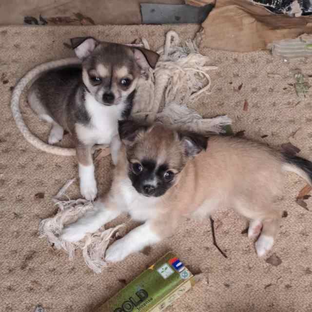 Chihuahua puppies for sale Dogs & Puppies Gumtree Australia Gympie