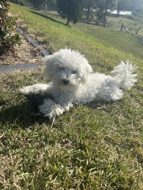 6 Month Old Female Toy Poodle | Dogs & Puppies | Gumtree Australia Pine  Rivers Area - Cashmere | 1315268870