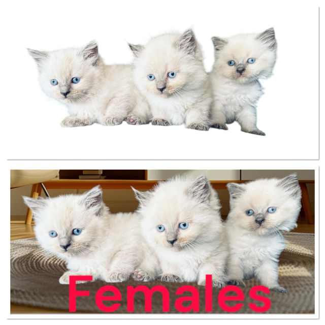 Purebred ragdoll kittens Cats & Kittens Gumtree Australia Gold