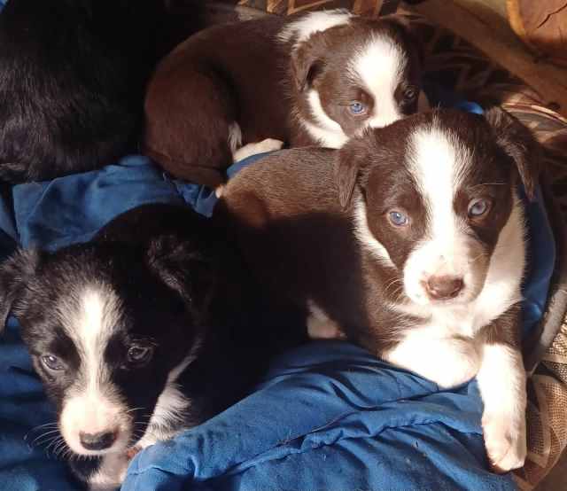 Border Collie Pups seeking new human families Dogs & Puppies Gumtree Australia Gawler Area