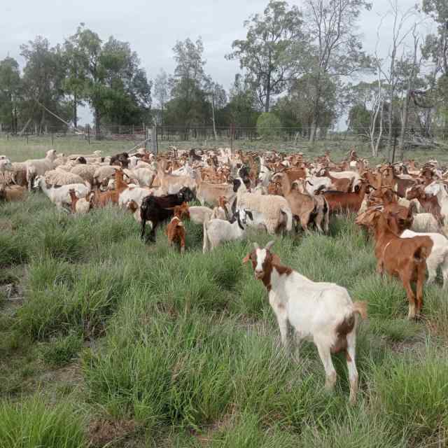 Goats for sale Livestock Gumtree Australia Dalby Area Chinchilla