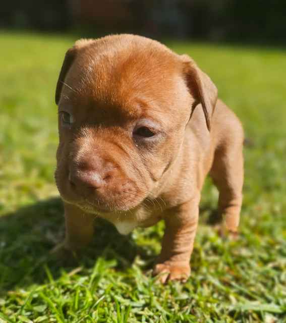 Staffy x pups for sale Dogs & Puppies Gumtree Australia Bellingen