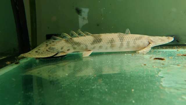 Tiger Bichir rare fresh water fish | Fish | Gumtree Australia Lane Cove ...