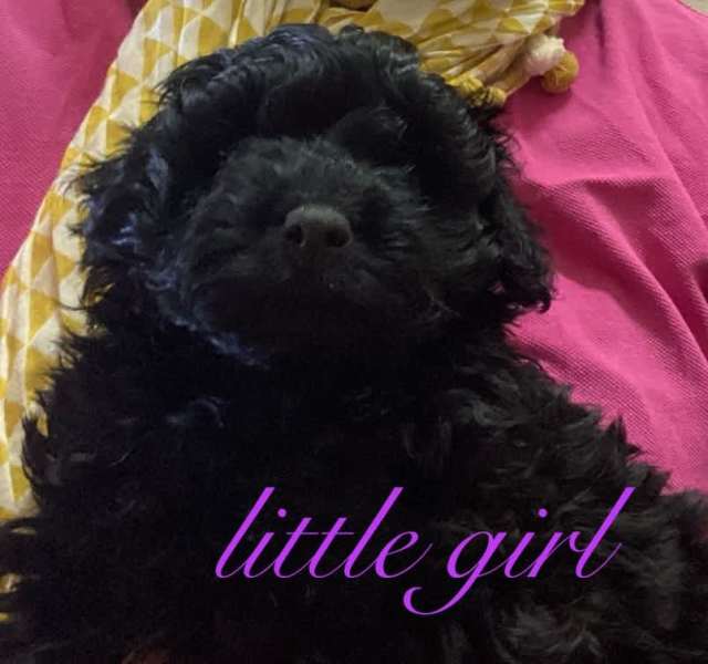 Koodle pups | Dogs & Puppies | Gumtree Australia Goyder Area - Terowie ...