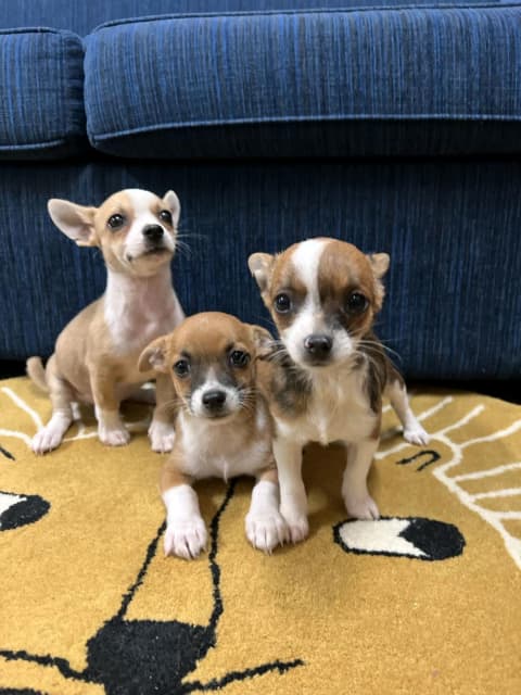 Chihuahua x mini foxy pups | Dogs & Puppies | Gumtree Australia Melton ...