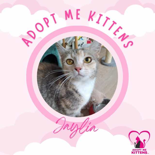 Jaylia, F, 8/3/23, CAT/KITTEN ADOPTION, ADOPT ME KITTENS Cats