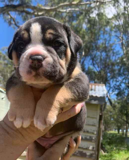 are aussie bulldogs good pets