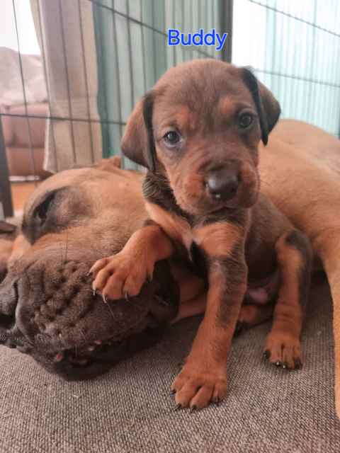 11 Adorable Boerboel X Bordoodle Puppies 