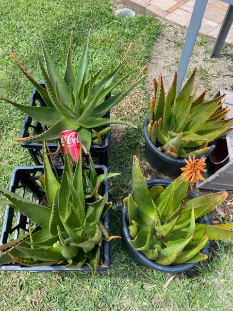 Large Aloe Vera Plant Ready To Use On Skin Plants Gumtree Australia   0410b2cc Cb5e 4858 Ae88 5d3c834ba0d1 