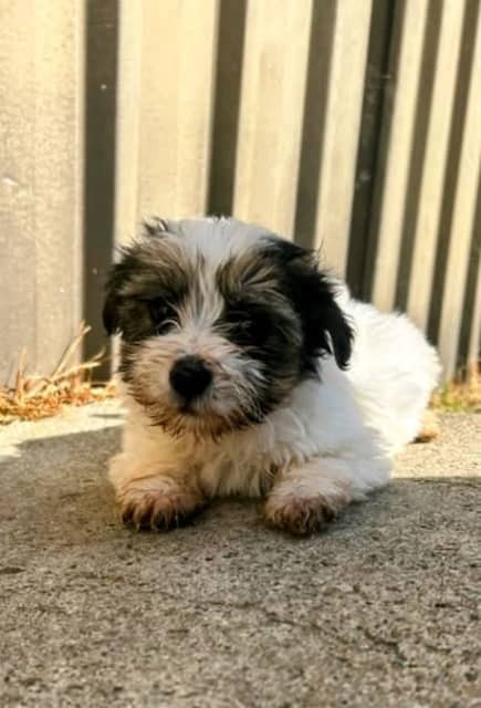 Maltese x shitsu puppies | Dogs & Puppies | Gumtree Australia Goulburn ...