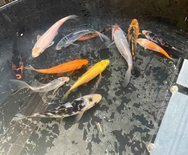 Koi fish ( baby and adult) for sale Fish Gumtree Australia Tweed