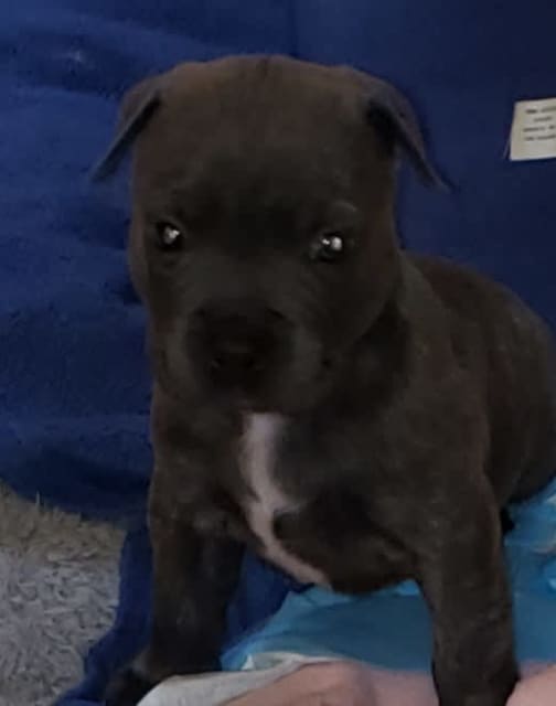 American Staffy puppy | Dogs & Puppies | Gumtree Australia Casey Area ...