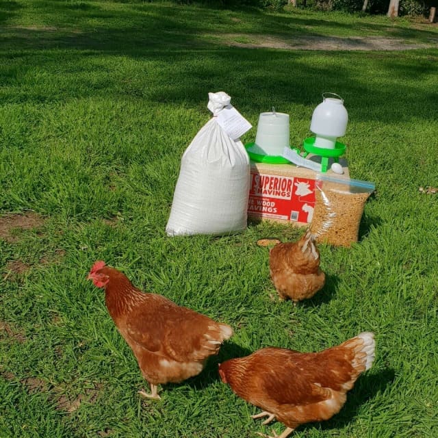 Chickens Starter Kit 3 young laying chickens feed and more