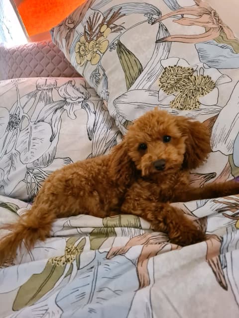 8 month old toy poodle