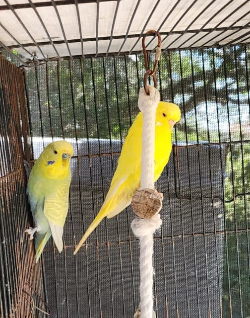 Breeding pair of budgies. Birds Gumtree Australia New South Wales Newcastle Region