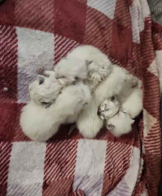 Ragamese Kittens for Sale ( Ragdoll x Siamese) 🐾 Cats & Kittens
