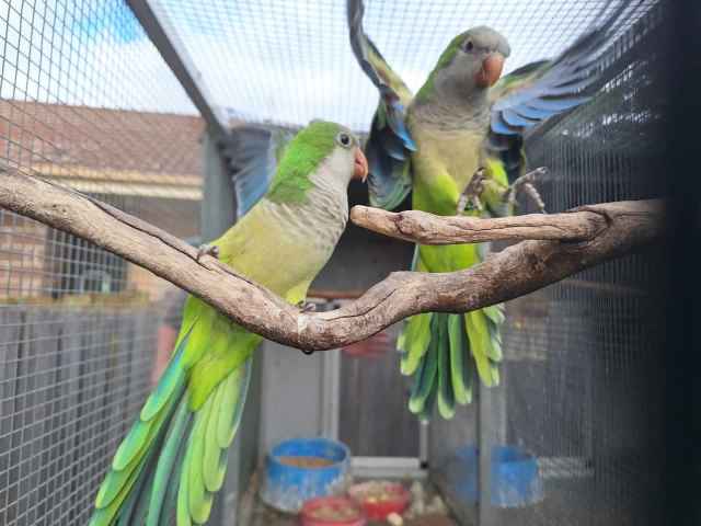 Birds for sale | Birds | Gumtree Australia Clarence Area - Rokeby ...