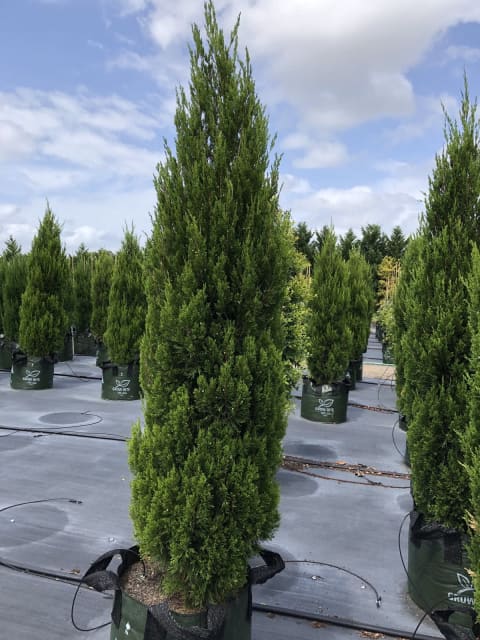 Juniperus Spartan | Plants | Gumtree Australia Hornsby Area - Dural ...