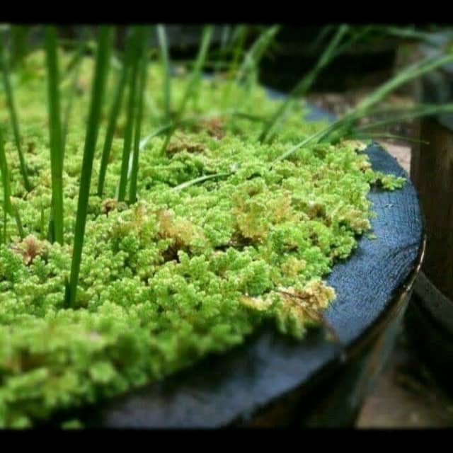 Azolla Duckweed Fern Plant Fertiliser Chook Food Worm Compost Garden
