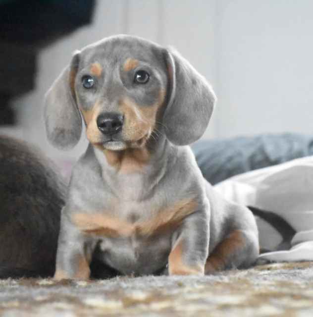 Miniature Dachshund Isabella Dapple male | Dogs & Puppies | Gumtree ...