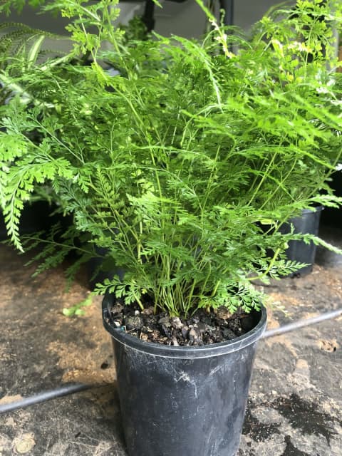 Japanese claw fern Onychium japonicum,carrot fern - Plants in Matcham ...