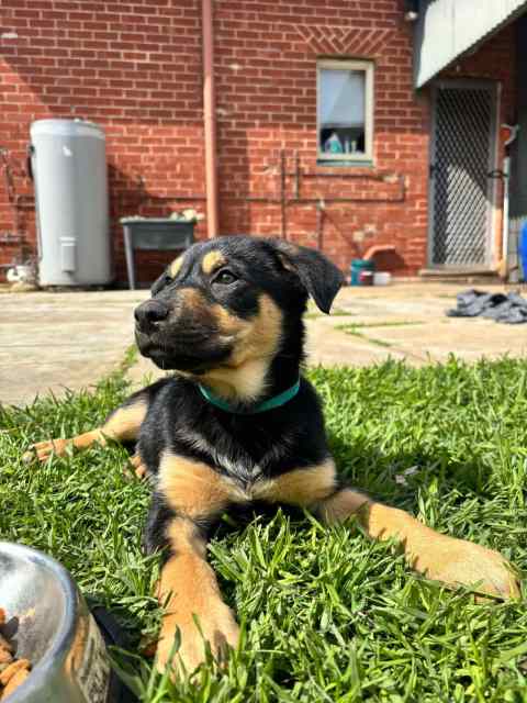 Austalian Kelpie Pups | Dogs & Puppies | Gumtree Australia Adelaide ...