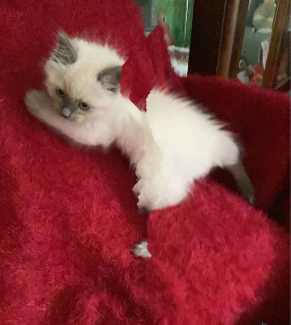 All rag doll kittens sold Cats & Kittens Gumtree Australia Dalby