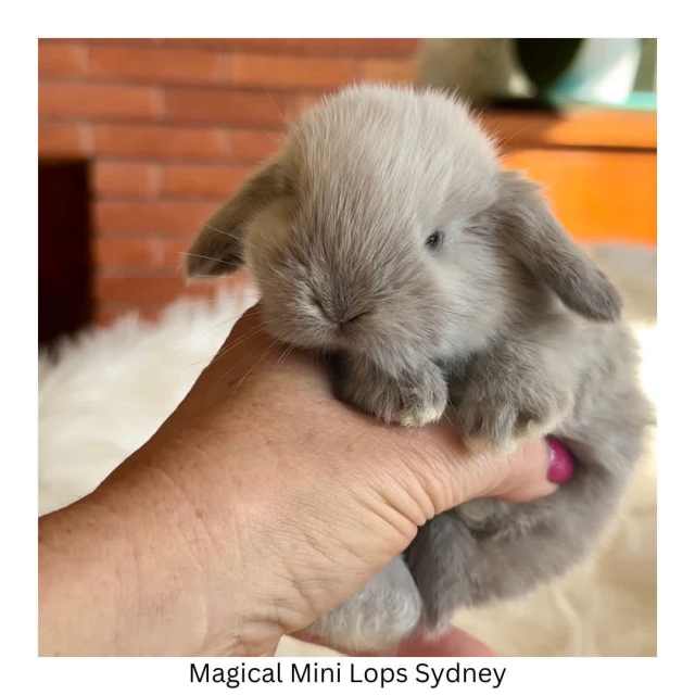 Genuine LITTLE mini lop rabbits ️ For Sale Sydney Rabbits Gumtree Australia Kuringgai Area