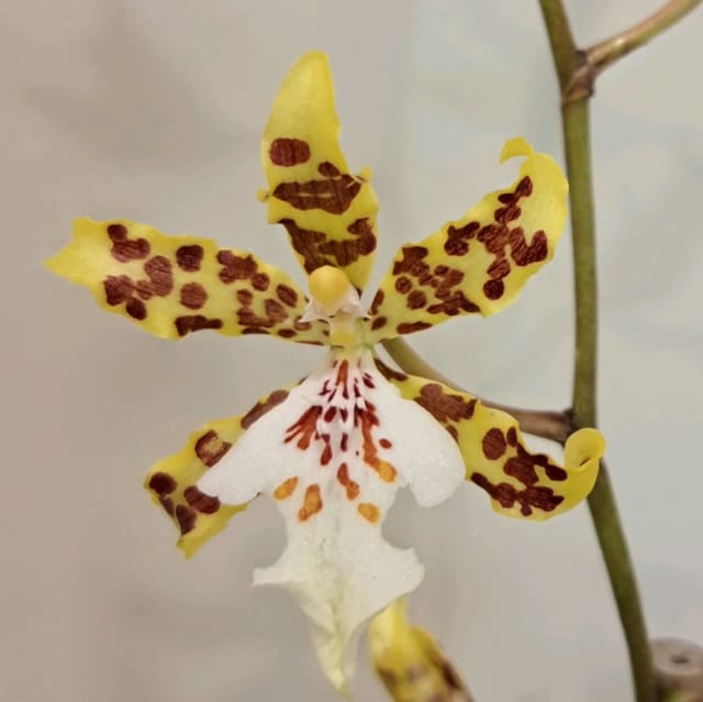 Orchid plant..dancing lady Plants Gumtree Australia Canterbury Area