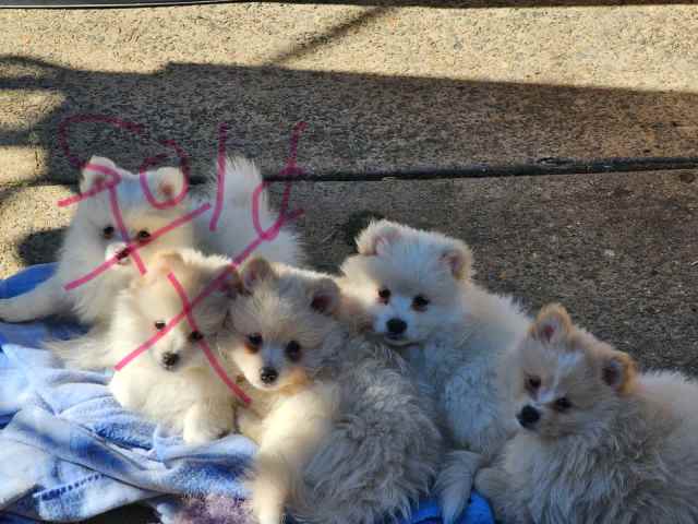 Pomeranian Spitz X Japanese Spitz | Dogs & Puppies | Gumtree Australia ...