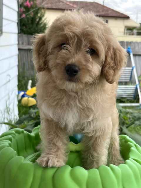toy poodle x puppies for sale