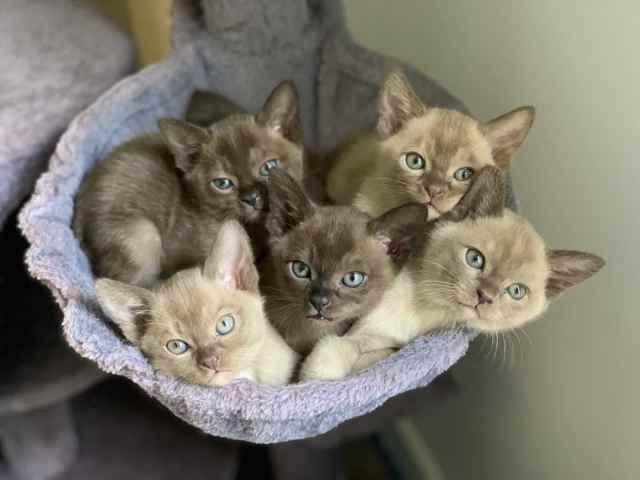 All Sold Pending Pickup -purebred Burmese Kittens 