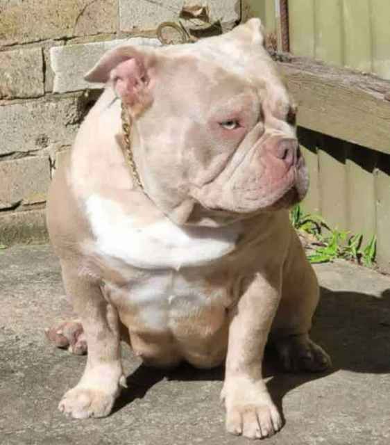 American pocket bully Dogs & Puppies Gumtree Australia Greater