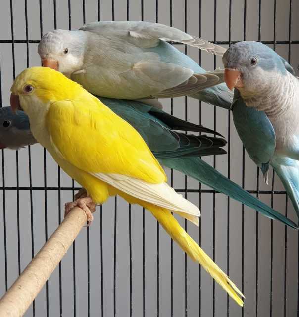 avairy bred mutation quaker parrots | Birds | Gumtree Australia ...