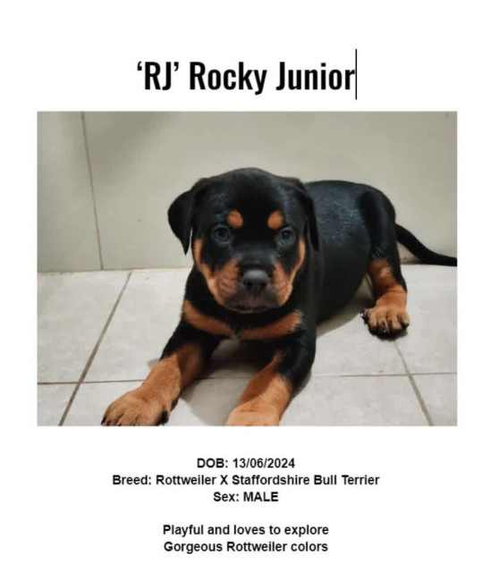 Rottweiler X Staffordshire Bull Terrier Staffie Bullweiler Puppies Dogs & Puppies Gumtree