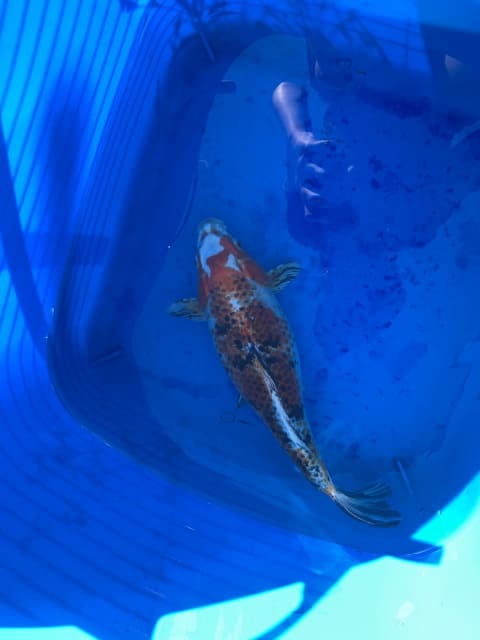 6 koi for sale