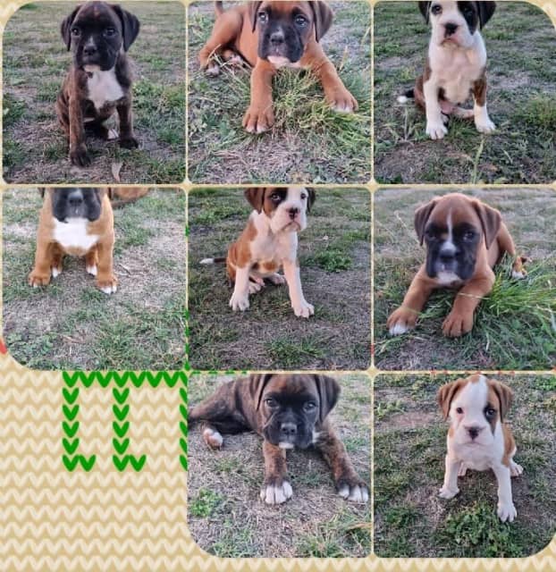 Boxer 2024 puppies gumtree