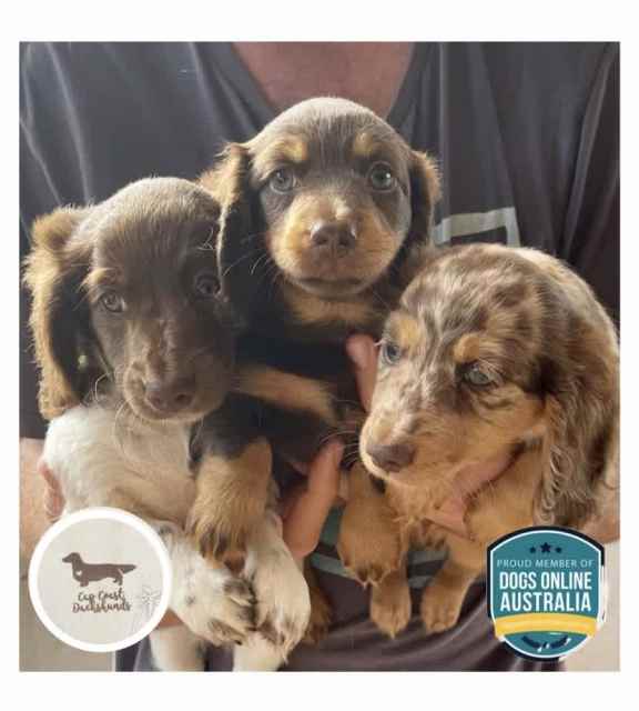 Pedigree/parentage & DNA tested long haired miniature dachshunds Dogs