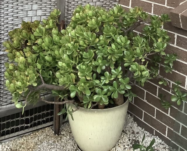 Potted Jade Tree=MoneyTree Healthy Mature in big pots 192 137 each