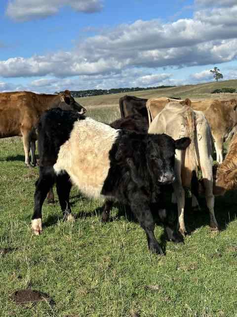 Dairy beef steer package- highland and belted Galloway x weaners ...