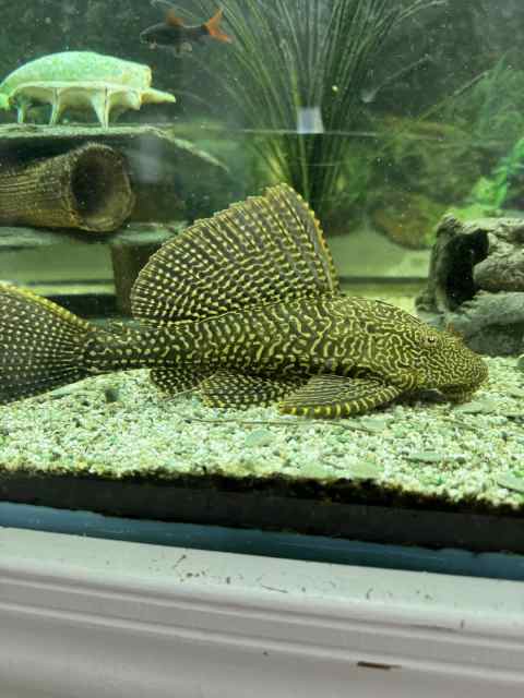 2 sailfin plecos | Fish | Gumtree Australia Gold Coast West - Nerang ...