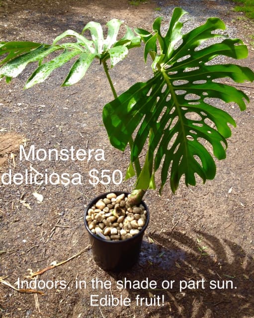 50 Monsteria deliciosa indoor plant with edible fruit! Plants